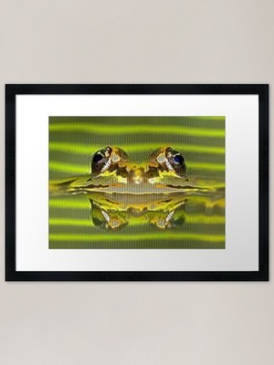 Frösche elektrisierend Reflexionsrahmen gerahmt Wandbild Poster Leinwanddruck Bild