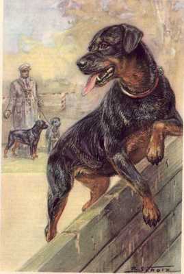 Rottweiler - CUSTOM MATTED - Dog Art Print - German / NEW U