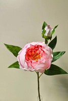 Artplants Kunstblume Pfingstrose Fyrfar, Halboffen, Rosa, 60Cm