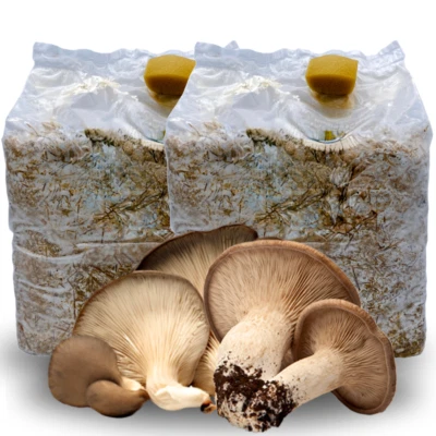 ACQUAVERDE 2 KIT COLTIVAZIONE FUNGHI CARDONCELLI PANI DI FUNGO CARDONCELLO SUBSTRATO 3 KG