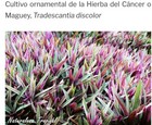 sanguinarias Hojas Té