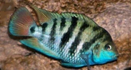 HONDURAN RED POINT CICHLID 1" - Picture 2 of 2