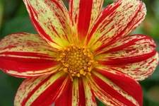 GROW YOUR OWN DAHLIA Varieties SEEDS FLOWER MIX Dahlia variabilis Dahlias Flower