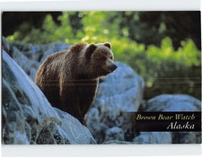 Postcard Brown Bear Watch Glacier Bay National Park Alaska USA