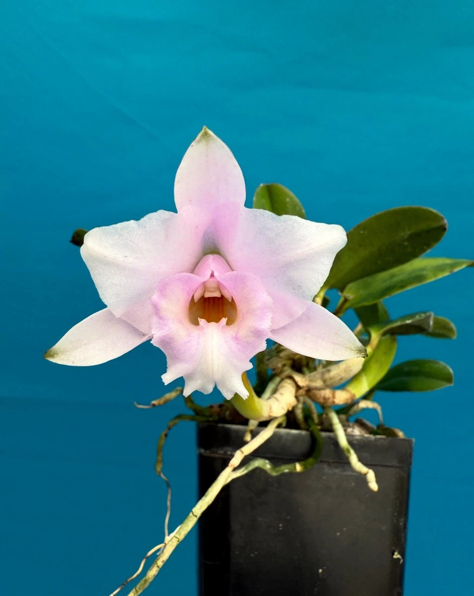 Laelia Orchids for sale | eBay