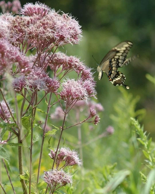 Joe Pye Weed Seeds, Butterflies & Hummingbirds, Trumpet Weed, FREE SHIPPING - Image 2 of 2