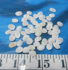 ~ Operculum ~ Opercula ~ (50) ~ Translucent ~ Shellcraft ~ Sailor's Valentines ~