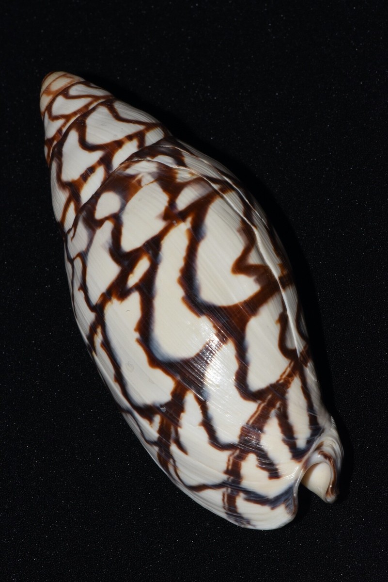 北アメリカ西部の二枚貝 専門書「Bivalve Seashells」 北アメリカ西部の二枚貝 専門書「Bivalve Seashells」 本