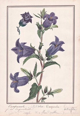 Bellflower Campanula bellflower botany flower botany watercolor drawing 1830