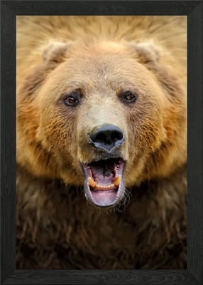 Grizzlybär Nahaufnahme gerahmtes Wandbild Poster Leinwanddruck Bild