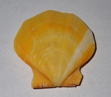 46 mm GREAT PATTERN YELLOW Flexopecten Glaber Seashell #AJ1 From Portugal