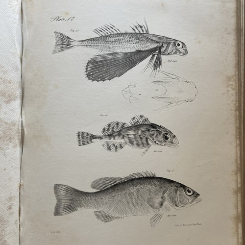 Zoology of New York or the New-York Fauna Detailed Descriptions Animals 1842 - Picture 18 of 22
