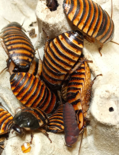 10 mixed NYMPHS Halloween Madagascar Hissing Cockroaches E. Javonica. LIVE FOOD - Afbeelding 1 van 3