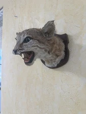 Vintage Bobcat Shoulder Mount Head Taxidermy Mount With Wood Plaque Decor