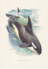 Schwertwal Orca Orcinus orca Farbdruck von 1959 Wale Cetacea Zoologie