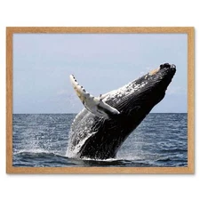 Animal Photograph Humpback Whale 12X16 Inch Framed Art Print