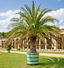 Samen von der DATTEL-PALME wunderschöne Kübelpflanze für Garten und Wintergarten