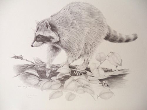 Limited Edition Signed & Numbered Raccoon Print by Dean Rocky Barrick 11/500 - Picture 4 of 9