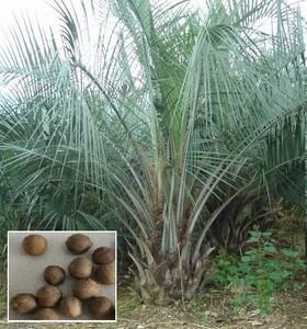 Kokospalme Jubaea Chilensis Grune Zimmerpalme Buropflanze Palme Fur Drinnen Deko Ebay