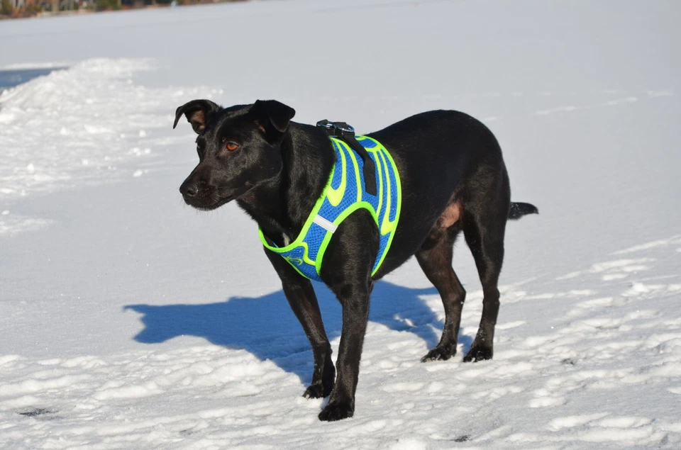 Arnés de tela lavable OMBRE Ultra Choke American River Free Step In para perro Foto 3 de 4