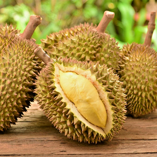 Árbol frutal Durian Monthong planta injertada tropical Tailandia de 24 pulgadas de alto - Imagen 13 de 14