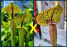 2025 SARRACENIA SEEDS: FLAVA ORNATA SELECT X KING COBRA [CARNIVOROUS PLANT SEED]