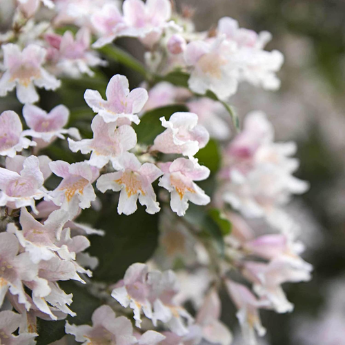 Cloud Pink Seeds 60 unidades/bolsa Pink Beautybush Seeds Fresh Easy Management Ko - Imagen 5 de 7