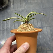 Neofinetia Falcata Momoyama Nishiki White Variegation Miniature Vanda Orchid