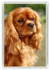 CAVALIER KING CHARLES SPANIEL DOG FRIDGE MAGNET GREAT GIFT