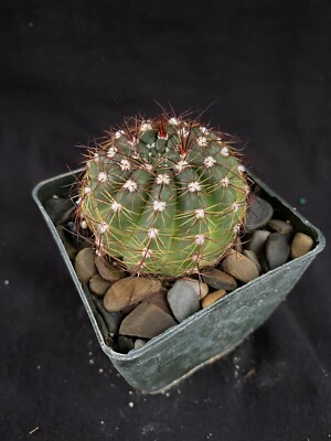 Notocactus ottonis, cactus plant