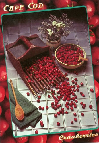 Cranberries, Cape Cod, Massachusetts --POSTKARTE - Bild 1 von 2