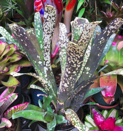 BUY ANY 3 SAVE 15% BROMELIAD Lots of Spots Is Billbergia OLE