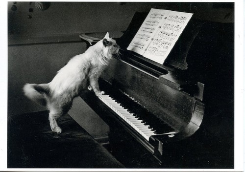 Carte Postale Postcard Published By Fitting Image Holland Cat Chat Piano Ebay