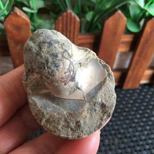 94g Rare natural rough conch fossil Ammonite Specimen pd2173 - Imagen 4 de 9