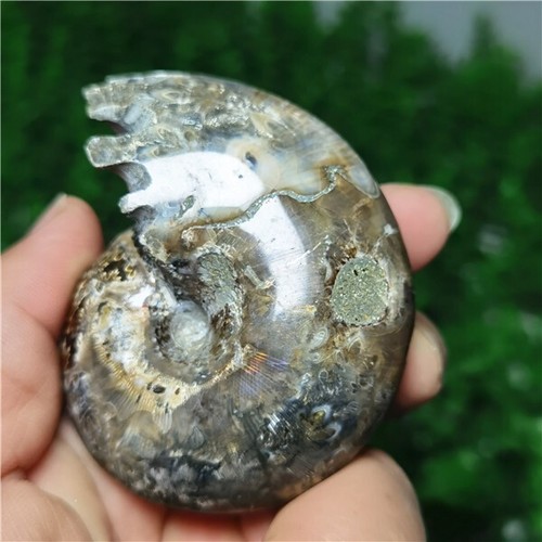128g Handschnitzerei seltene natürliche Muschel Ammonit Fossil Exemplare von Madagaska L620 - Bild 7 von 12