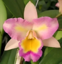 Rth Nonthaburi Fancy x Rlc Chomthong Beauty Comes in 4"