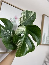 Variegated Monstera Borsigiana Albo cutting A leaf cutting, grower s choice