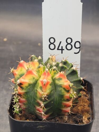 Gymnocalycium Mihanovichii Variegated Multiple Colored Bright Cactus #8489