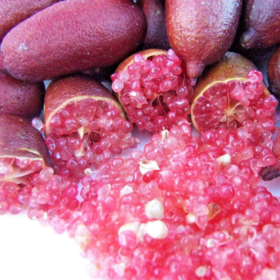 Australian Finger Lime Grafted Plant Mia Rose Caviar Lime Tree Tropical 20 inchs