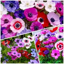 100 Anemone MIXED De Caen Bulbs - Daisy poppy Cut Flower Windflowers  size 4 cm
