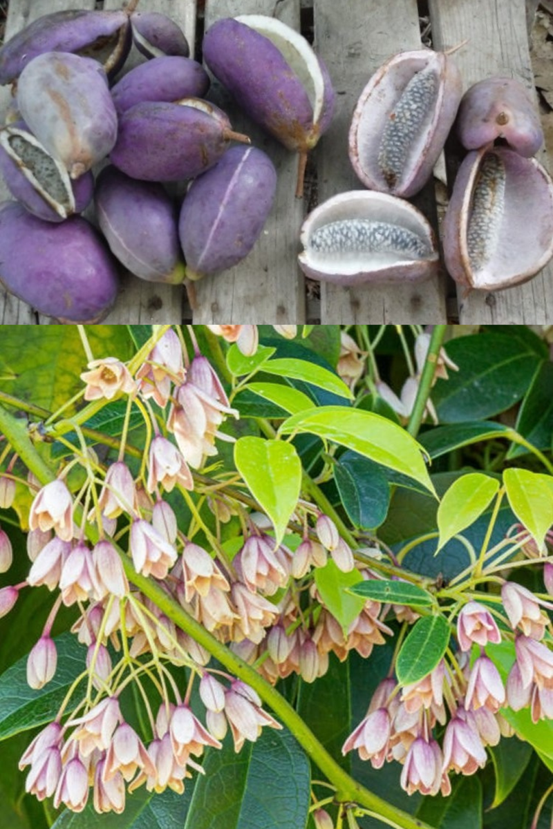 Stuantonia Latifolia 20 Seeds Fragrant Edible Holboellia Sausage