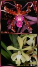 Laelia splendida x Epidendrun coronatum — photo 1
