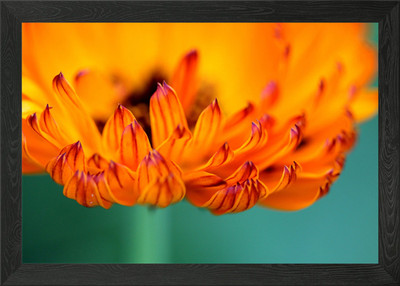Gerahmtes Wandbild Poster leuchtend orange Blume Leinwanddruck Bild