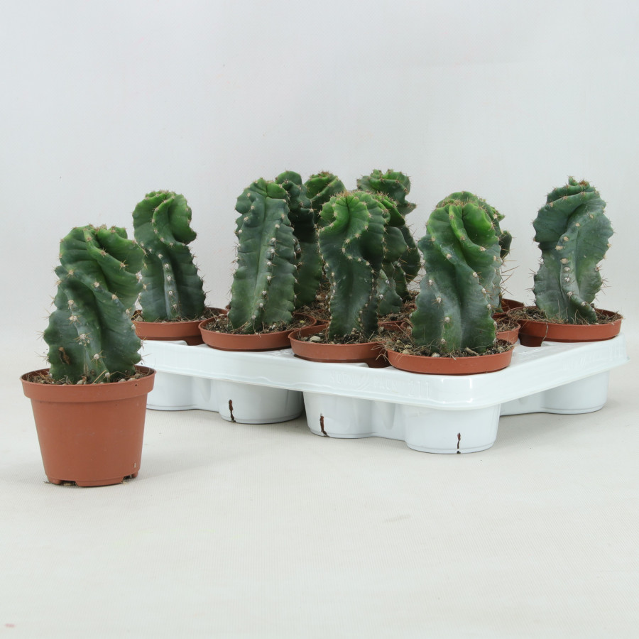 Cereus forbesii spiralis planta con raiz maceta Ø 10 cm planta Cactus espiral