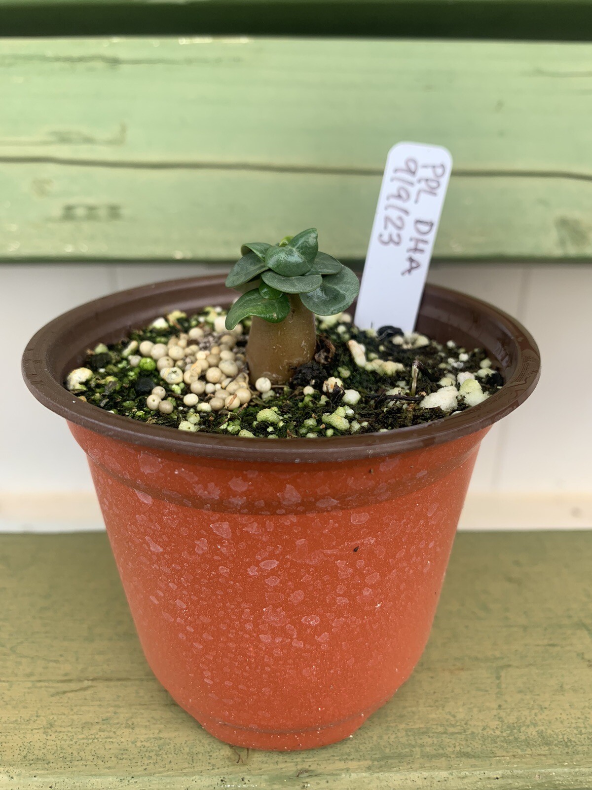 Pack of 10 PPL Dorset Horn Adenium (DHA) desert rose seeds. eBay