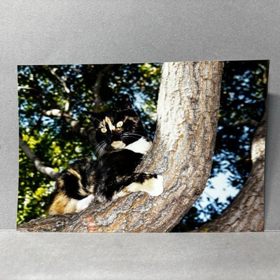 Vintage Found Photo Mixed Color Calico Cat In Tree  1990s