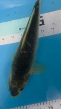 10in KI MATSUBA Japanese Koi Live Imported KoiGazer