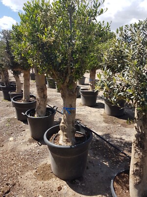 Olivenbaum Olea Europea Hhe ca. 190 cm leicht knorrig Stammumfang ca.  40-50 cm | eBay.de