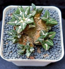 1pcs Rara popolazione Ariocarpus kotschoubeyanus (Lem.) K.Schum WYSIWYG