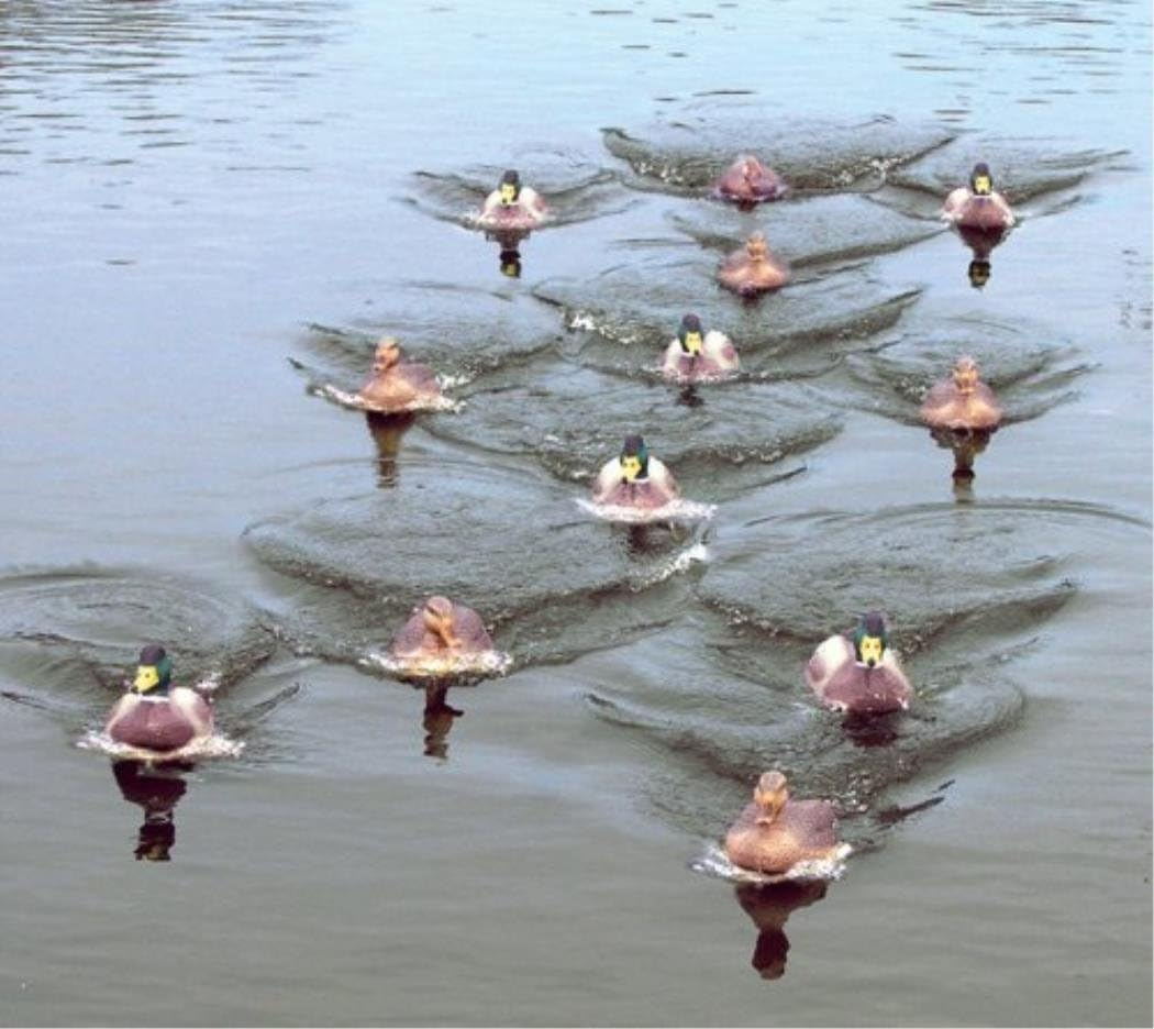 MOJO Outdoors, Decoy Spreader, Move a Dozen Decoys at Once, Realistic